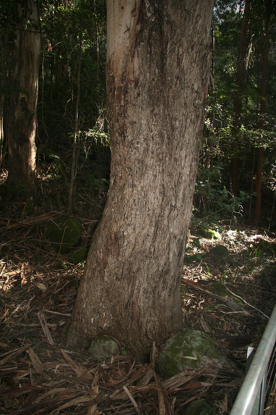 Eucalyptus cypellocarpa (mountain grey gum) (alternate view 6)