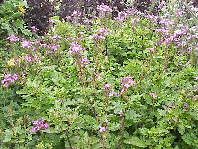 Glandularia canadensis (rose vervain) (alternate view 9)
