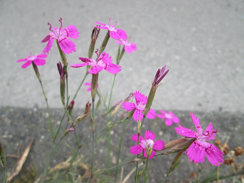 Dianthus deltoides (alternate view 13)