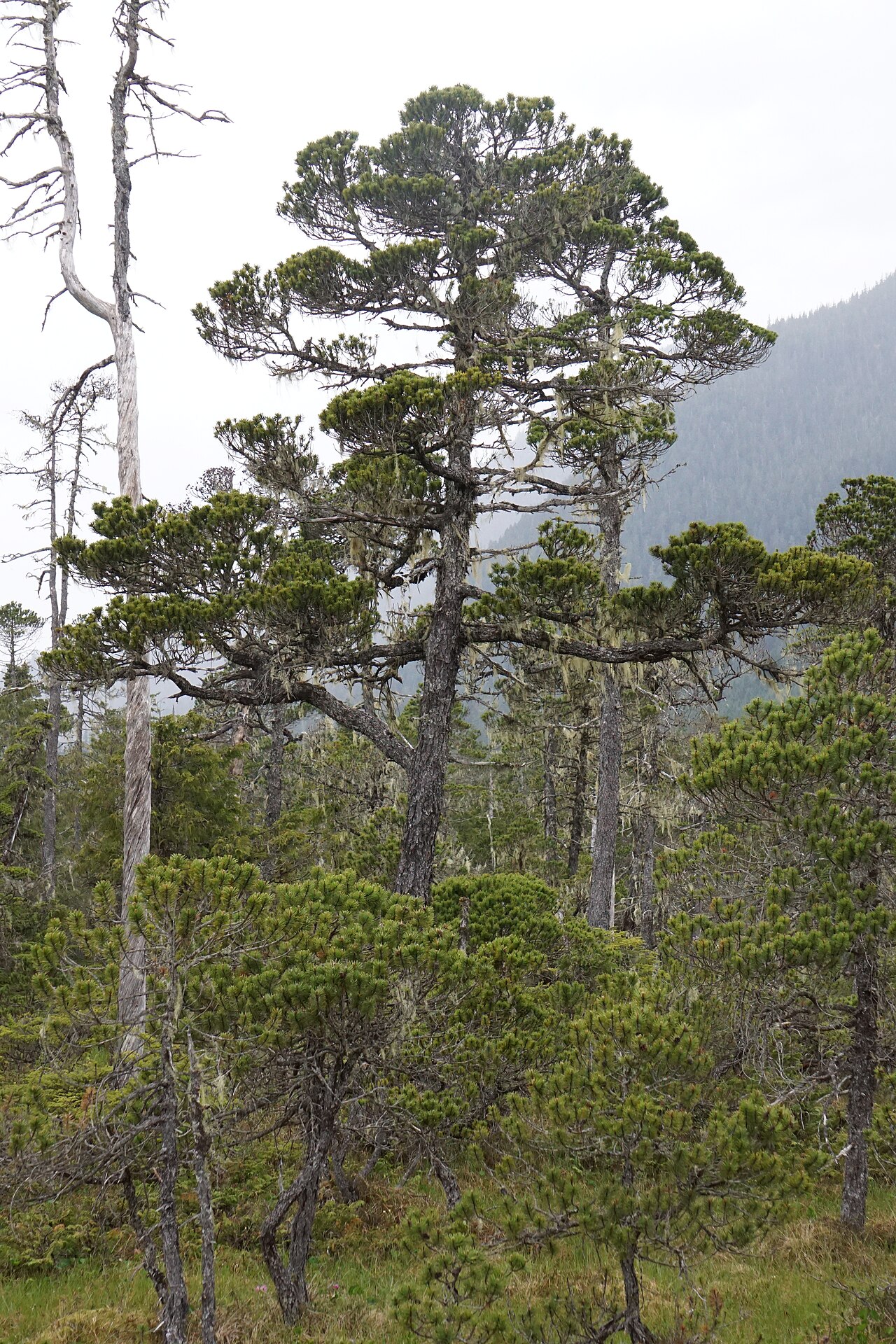 Pinus contorta (Lodgepole Pine)