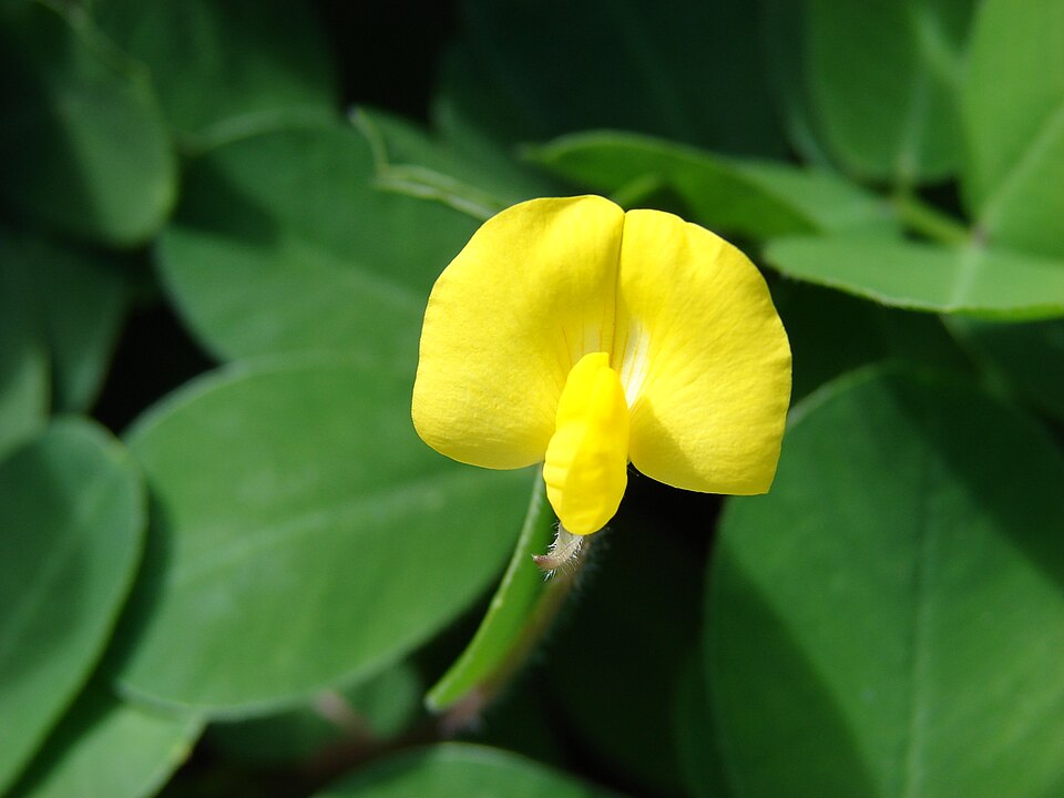 Arachis (peanuts) (alternate view 3)