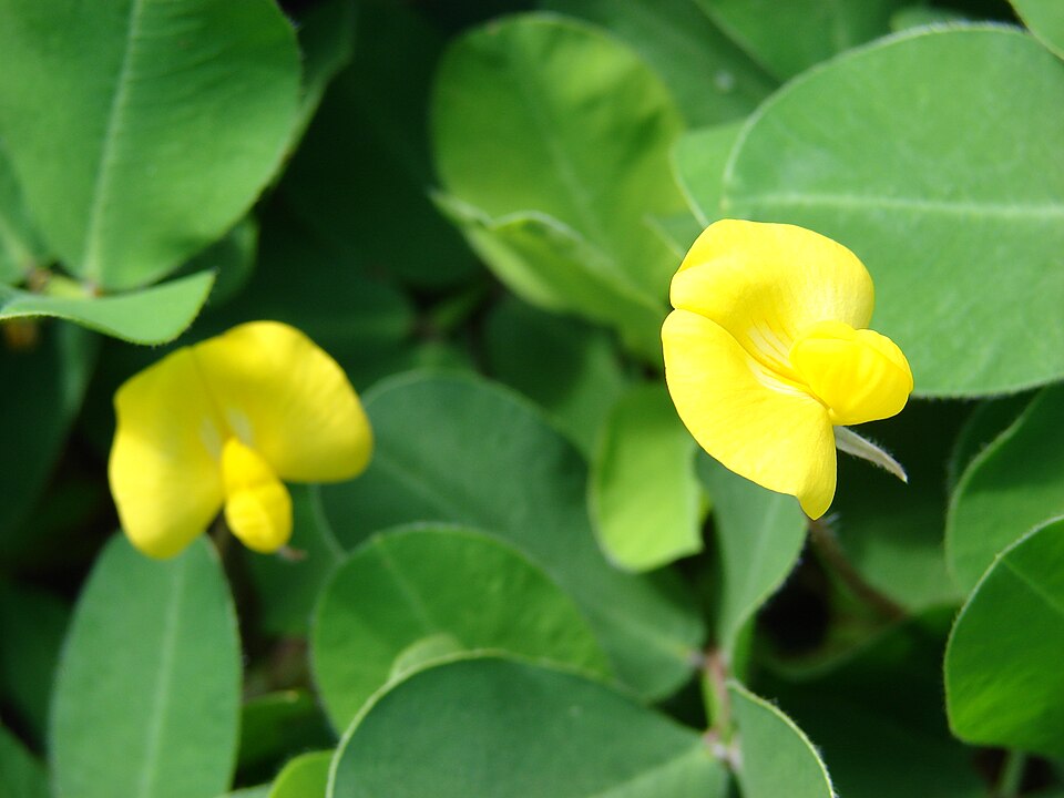 Arachis (peanuts) (alternate view 4)