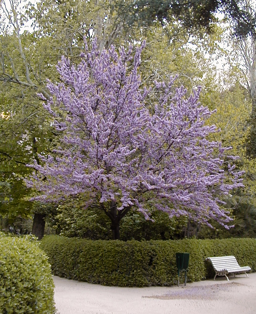 Cercis chinensis, Chinese redbud — upright deciduous (Fabaceae) (image 5 of 10)