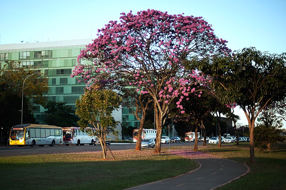 Handroanthus impetiginosus (Pink Trumpet Tree) (alternate view 6)