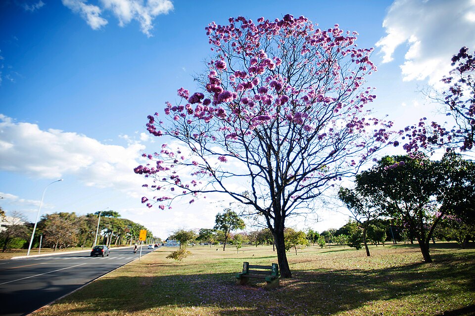 Handroanthus impetiginosus (Pink Trumpet Tree) (alternate view 7)