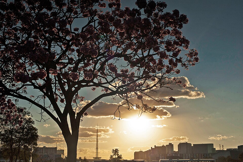Handroanthus impetiginosus (Pink Trumpet Tree) (alternate view 8)