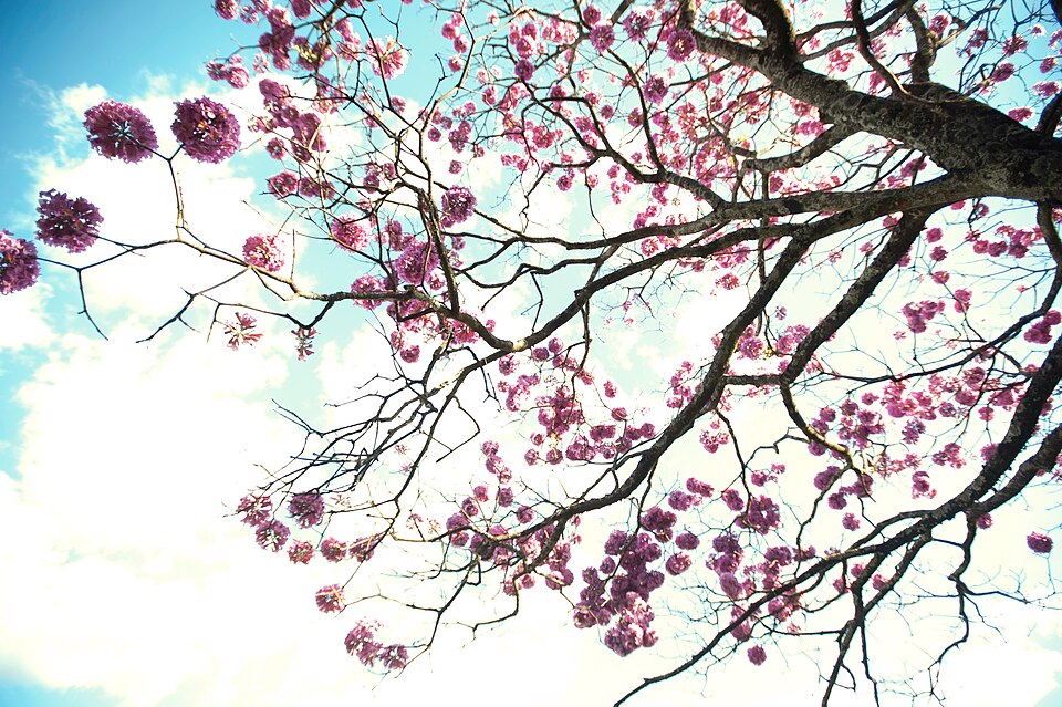 Handroanthus impetiginosus (Pink Trumpet Tree) (alternate view 9)