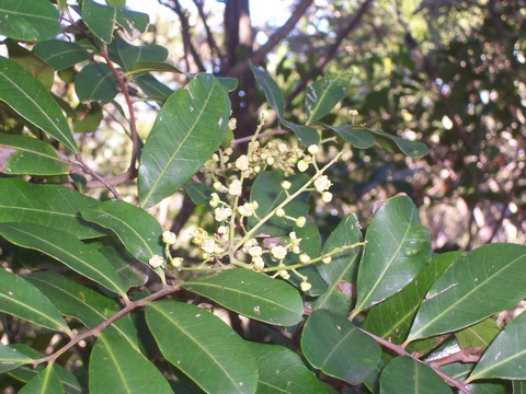 Cupaniopsis anacardioides (Tuckeroo)