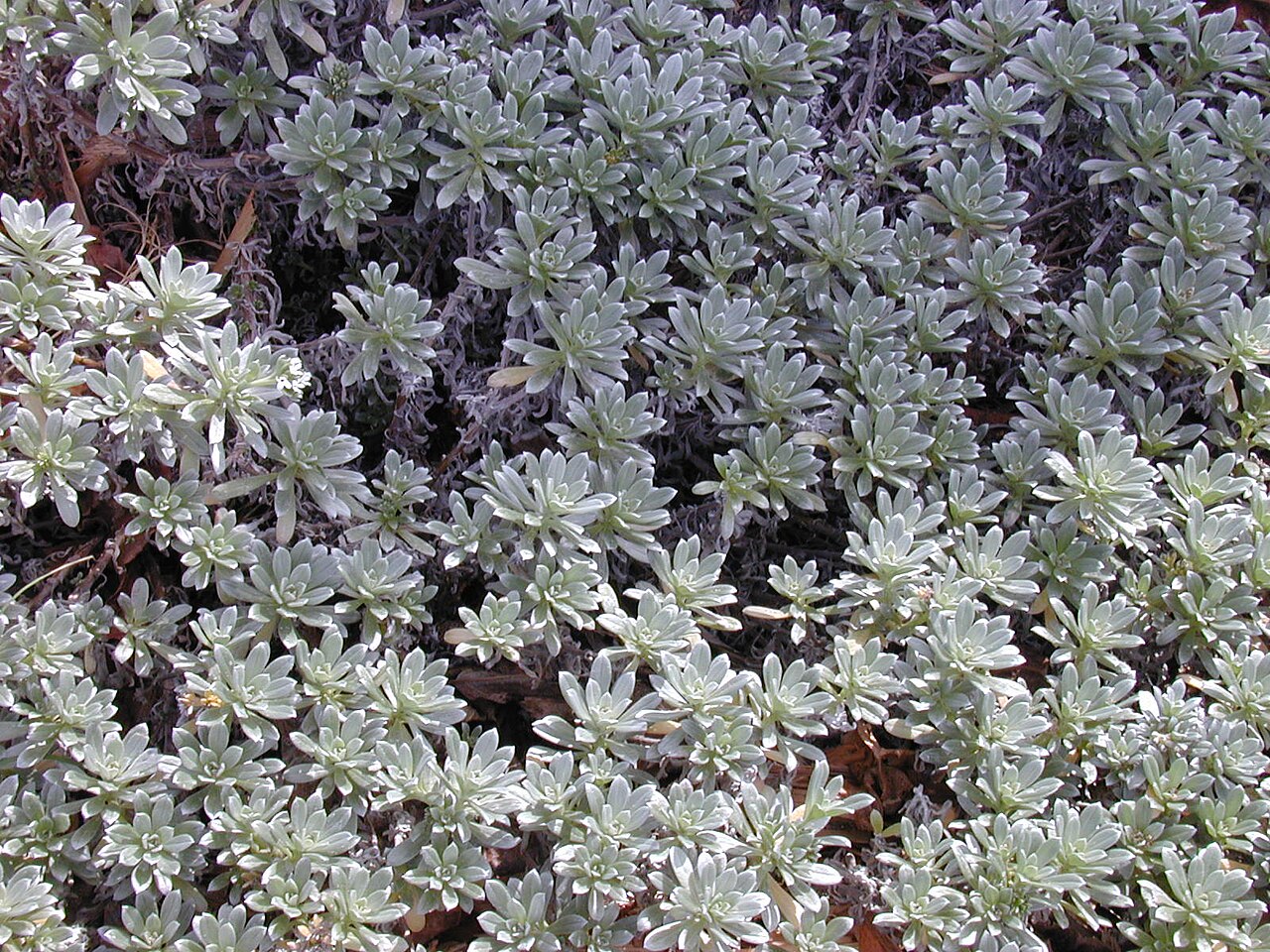 Heliotropium anomalum, Hinahina — spreading evergreen (Boraginaceae) (image 3 of 8)
