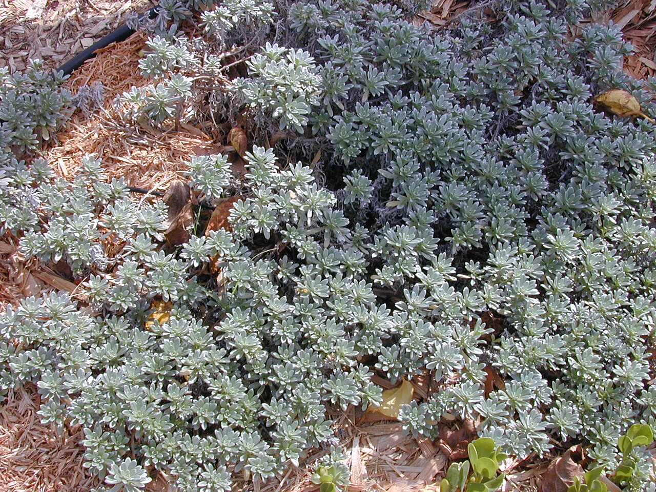 Heliotropium anomalum, Hinahina — spreading evergreen (Boraginaceae) (image 4 of 8)