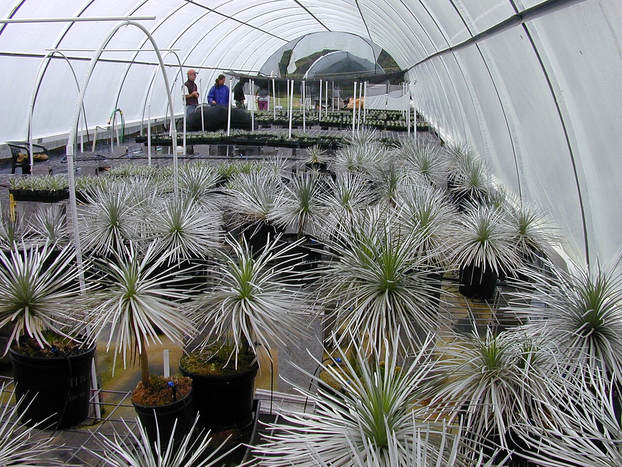 Argyroxiphium sandwicense, Silversword — mounding evergreen (Asteraceae) (image 9 of 9)
