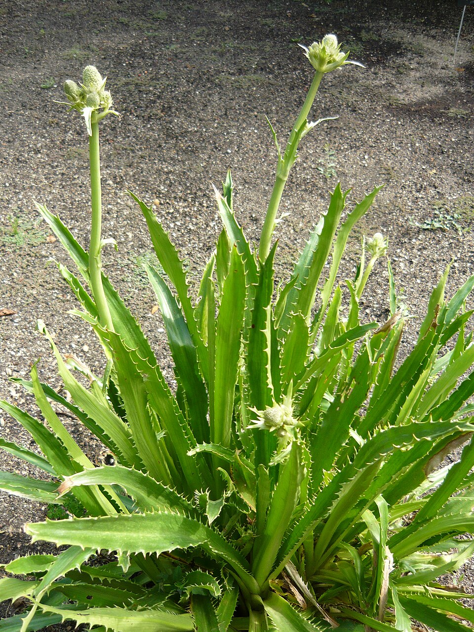 Eryngium agavifolium (Agave-leaved Sea Holly) (alternate view 8)