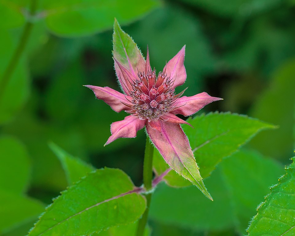 Monarda 'Gardenview Scarlet' (Bee Balm Gardenview Scarlet)