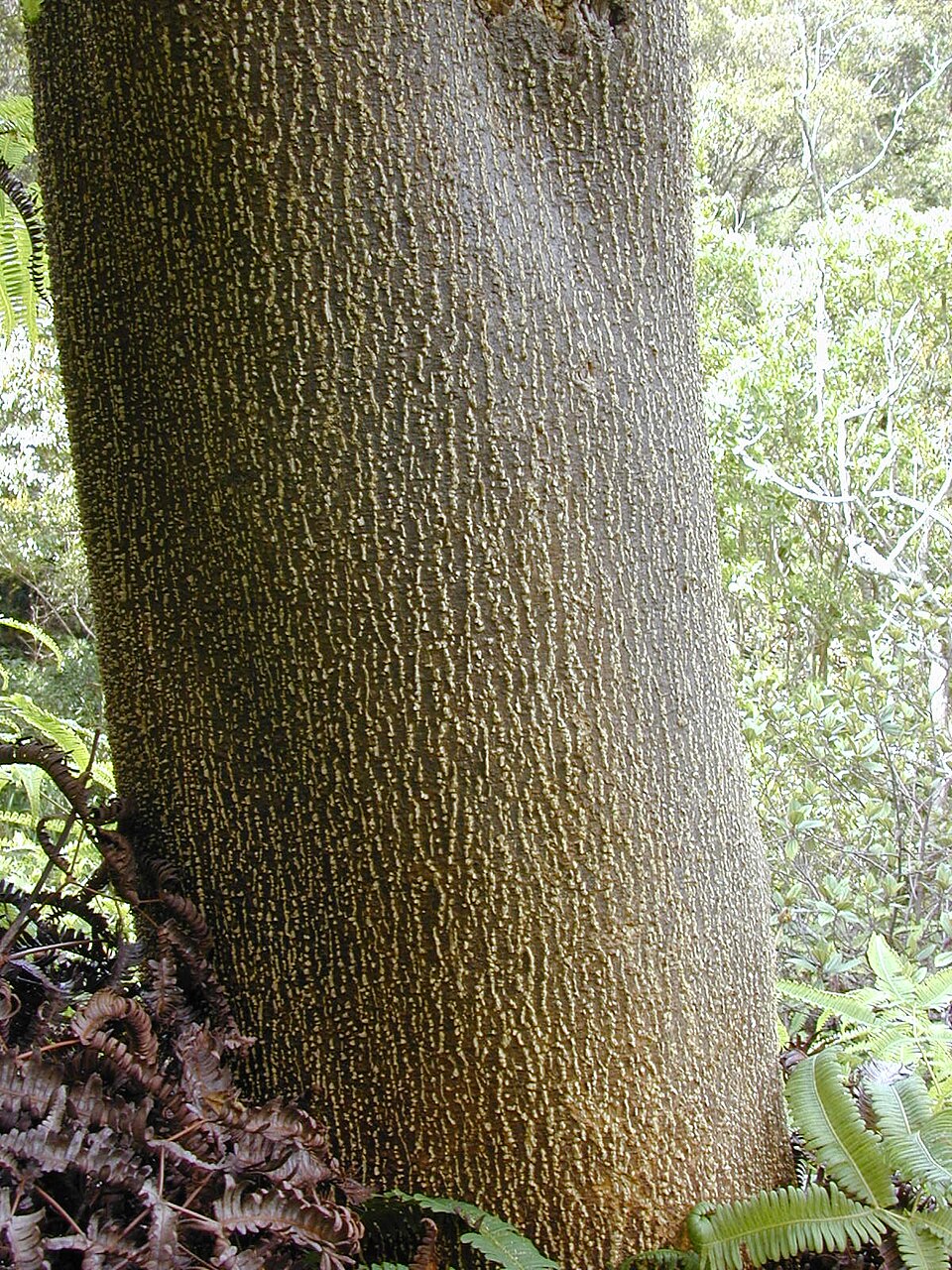 Zanthoxylum (prickly-ashes) (alternate view 3)