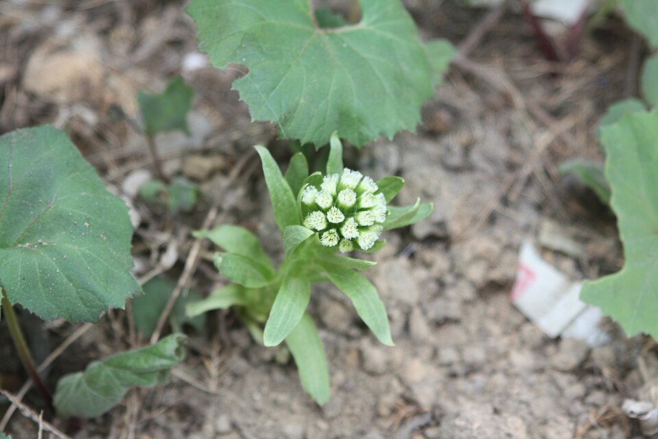 Petasites japonicus (fuki,butterburr)