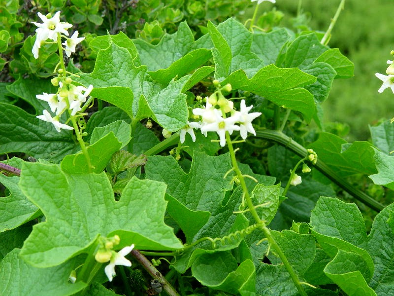 Marah oregana (bigroot, manroot) (alternate view 8)