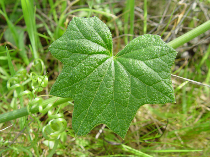 Marah oregana (bigroot, manroot) (alternate view 10)