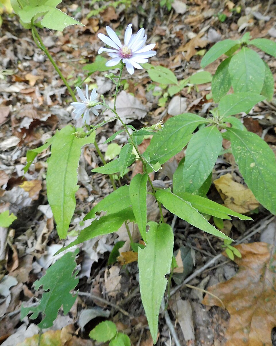 Symphyotrichum shortii (Short's aster) (alternate view 8)