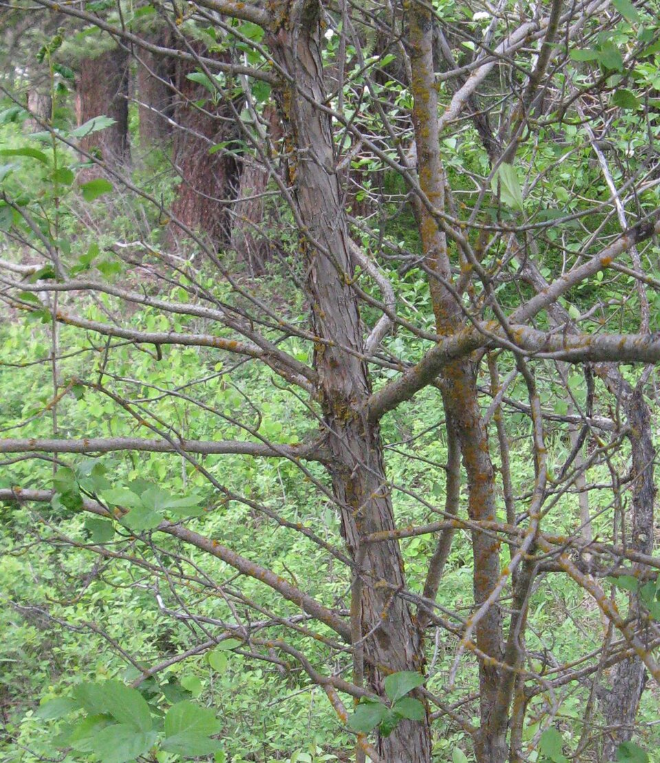 Crataegus douglasii (Black Hawthorn) (alternate view 6)