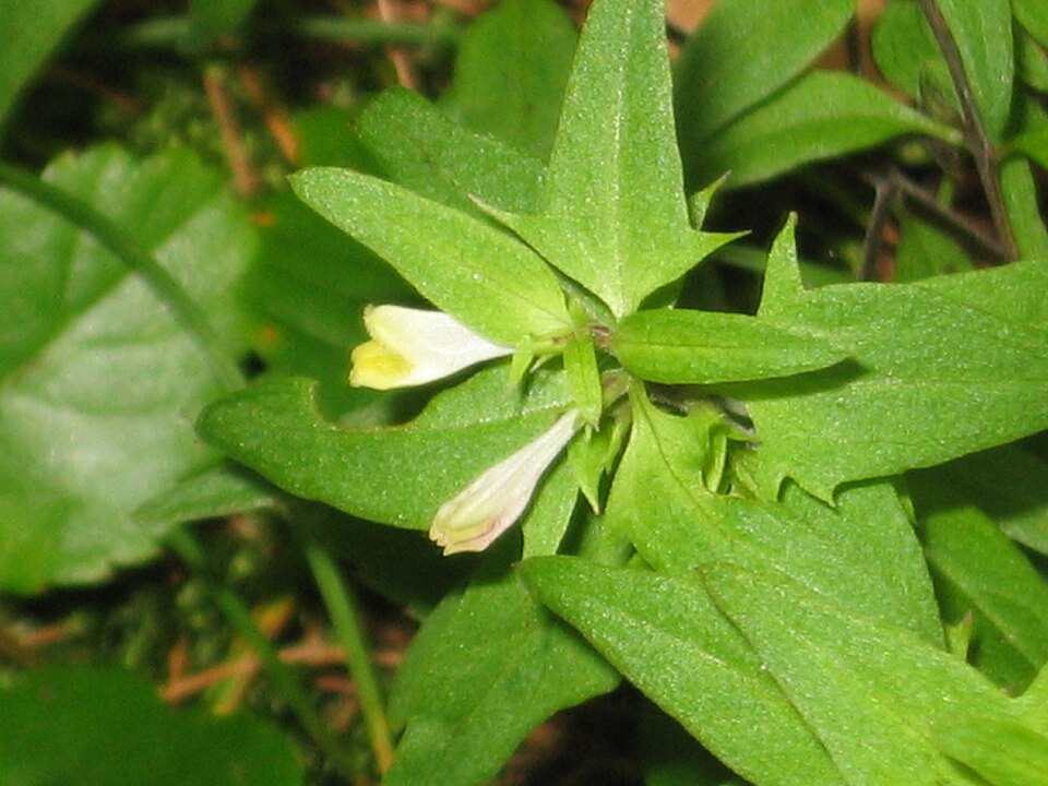 Melampyrum lineare (narrowleaf cow wheat) (alternate view 7)
