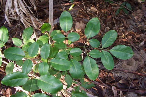 Polyscias elegans (celery wood) (alternate view 6)