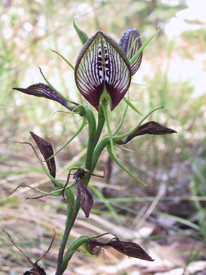 Cryptostylis erecta (bonnet orchid) (alternate view 9)