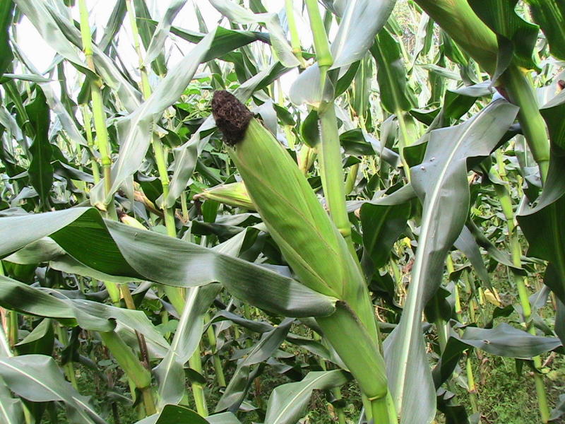Zea mays, Corn — upright deciduous (Poaceae) (image 4 of 5)