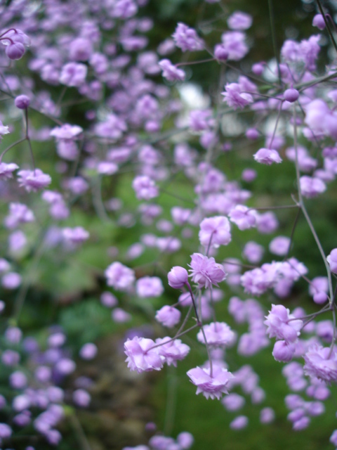 Thalictrum delavayi (Yunnan Meadow Rue) (alternate view 6)