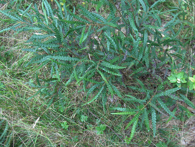 Comptonia peregrina (Sweet Fern) (alternate view 8)