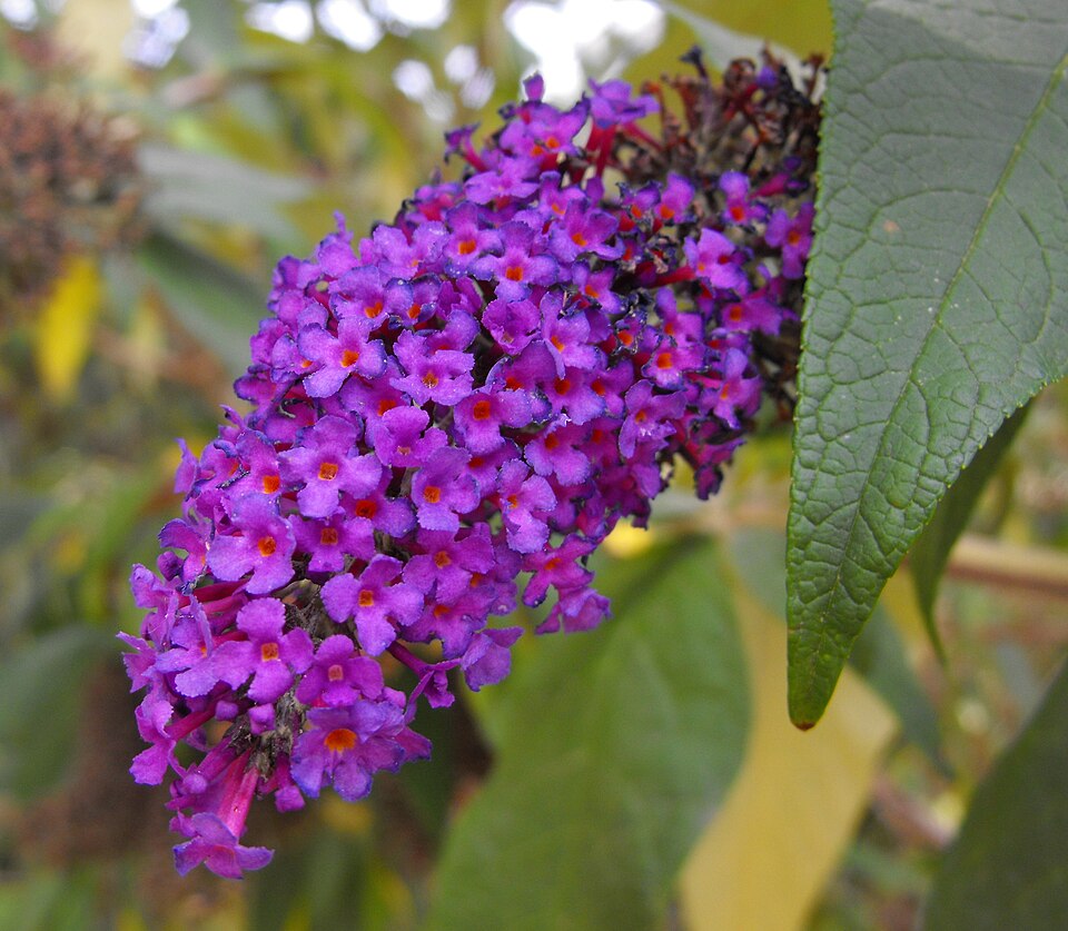 Buddleja davidii 'Black Knight' (Black Knight Butterfly Bush)
