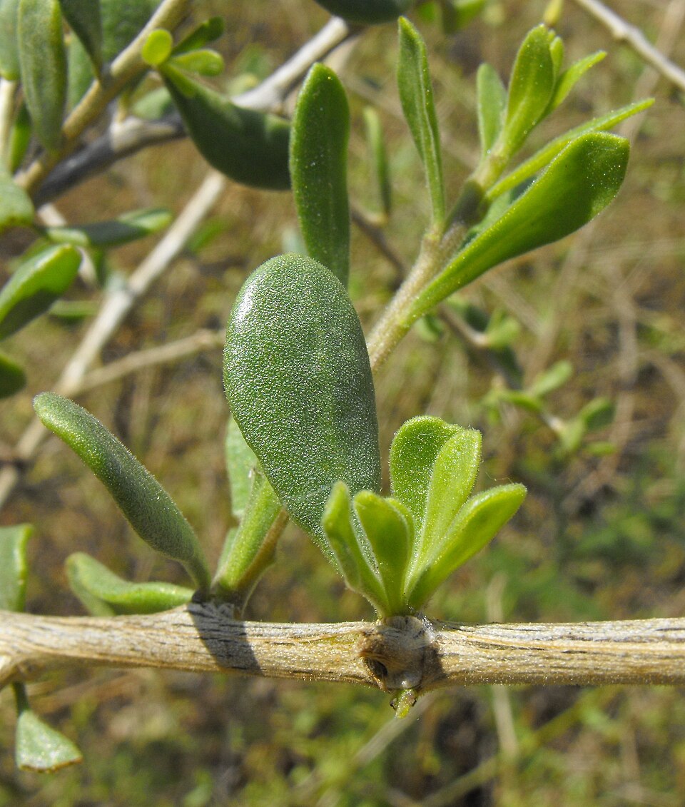 Lycium andersonii (Anderson Thornbush) (alternate view 6)
