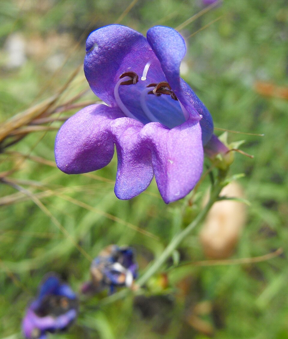 Penstemon heterophyllus (Bunchleaf Penstemon) (alternate view 7)