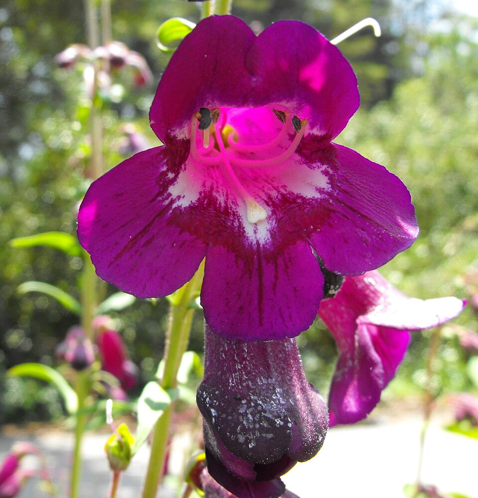 Penstemon 'Raven' (Raven Penstemon)
