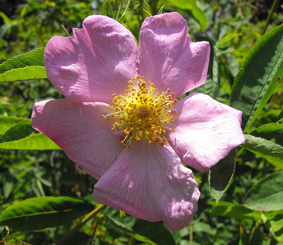 Rosa carolina (Carolina rose) (alternate view 7)