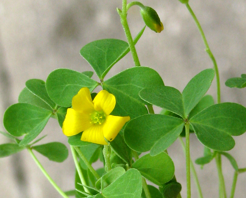 Oxalis stricta (upright yellow woodsorrel)