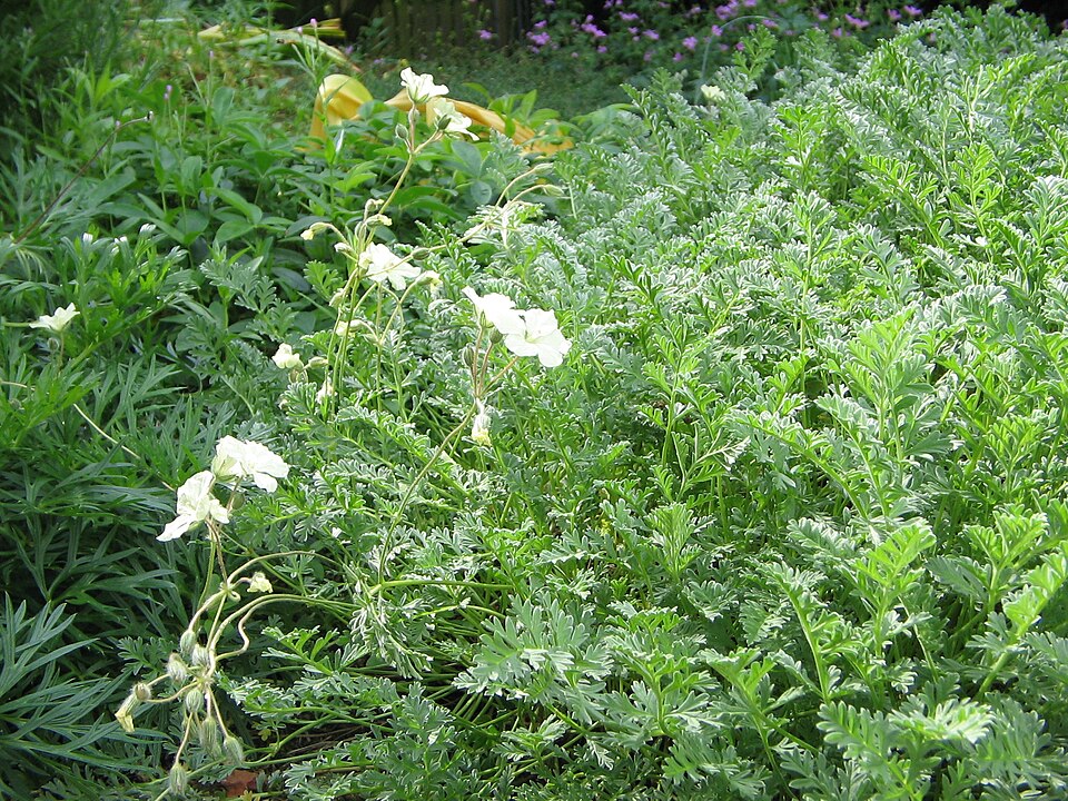 Erodium chrysanthum (Yellow Stork's Bill) (alternate view 2)