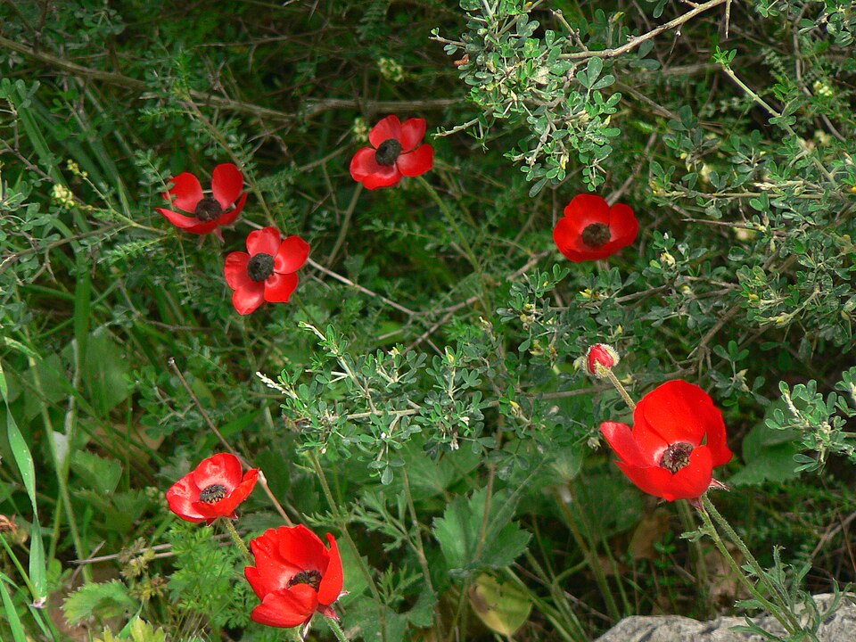 Ranunculus asiaticus (Persian Buttercup) (alternate view 6)