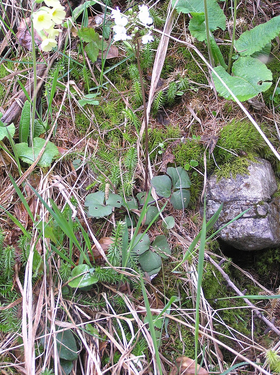 Cardamine trifolia (toothwort) (alternate view 8)