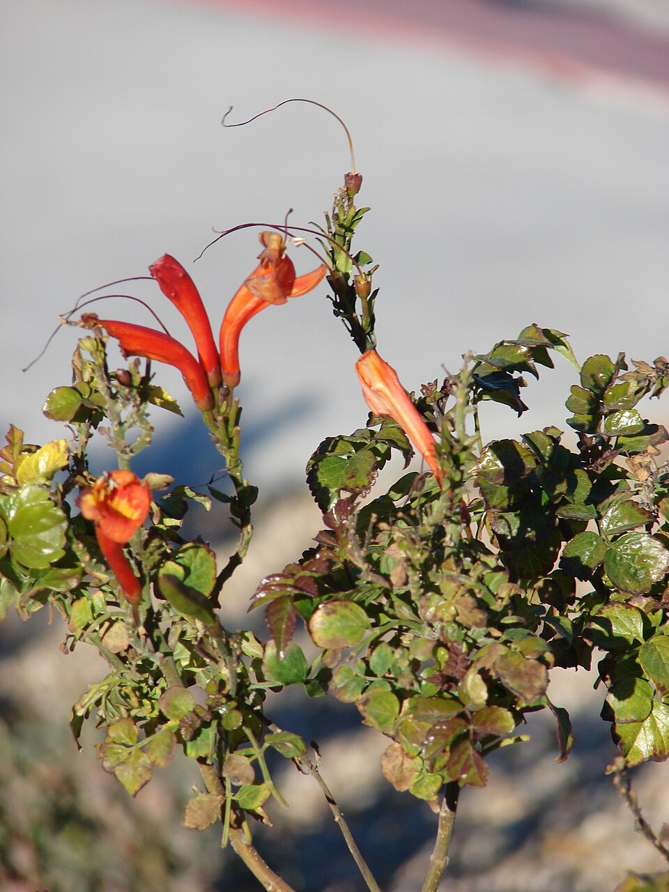 Tecomaria capensis (Cape Honeysuckle) (alternate view 10)