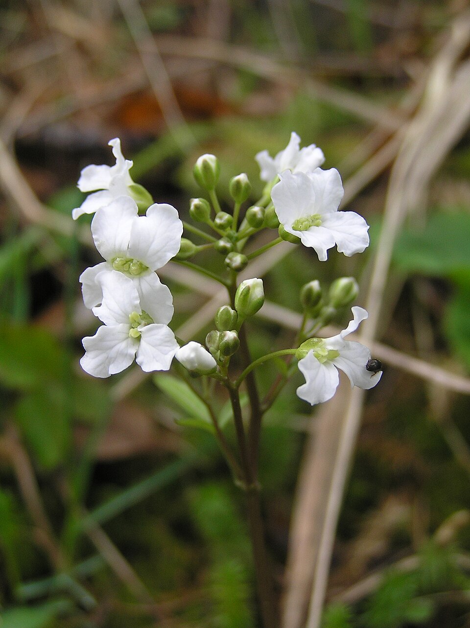 Cardamine trifolia (toothwort) (alternate view 9)