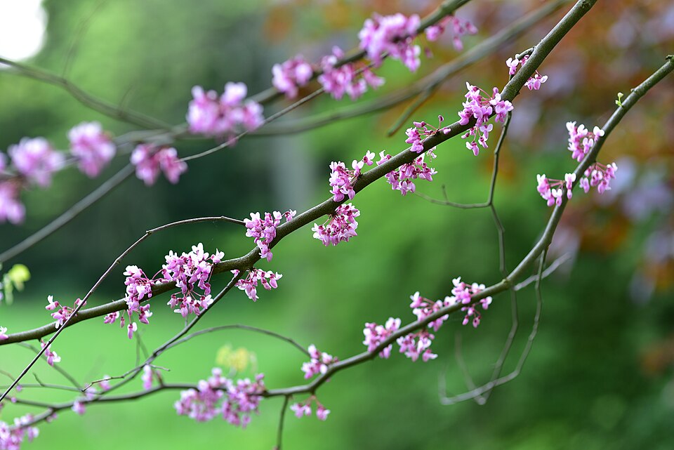 Cercis canadensis (redbud) (alternate view 4)