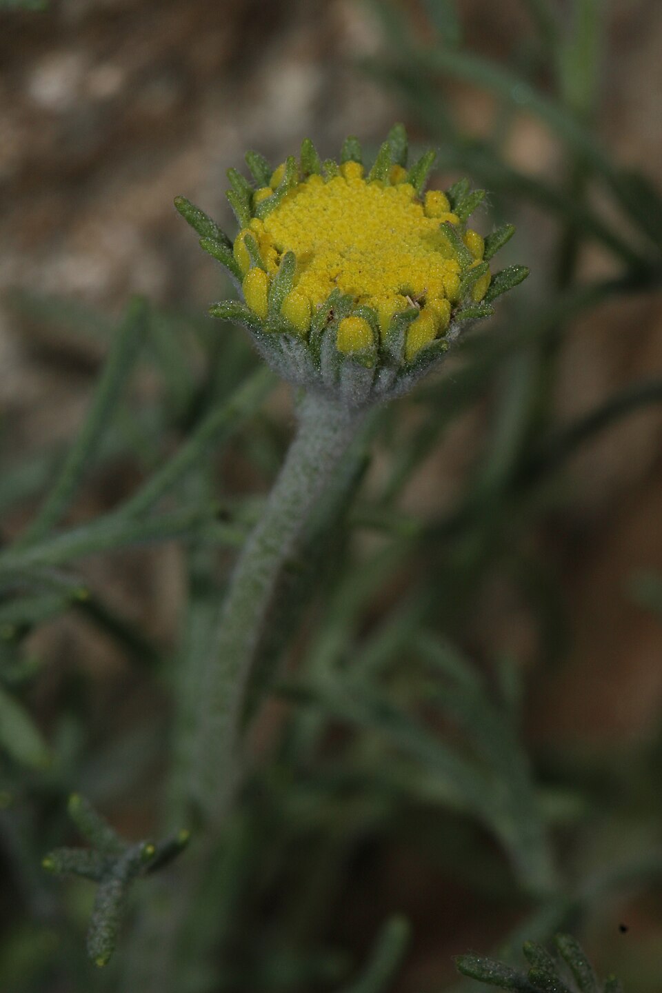 Chaenactis glabriuscula (Common Yellow Chaenactis) (alternate view 9)