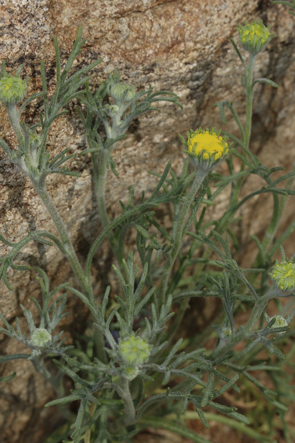 Chaenactis glabriuscula (Common Yellow Chaenactis) (alternate view 10)