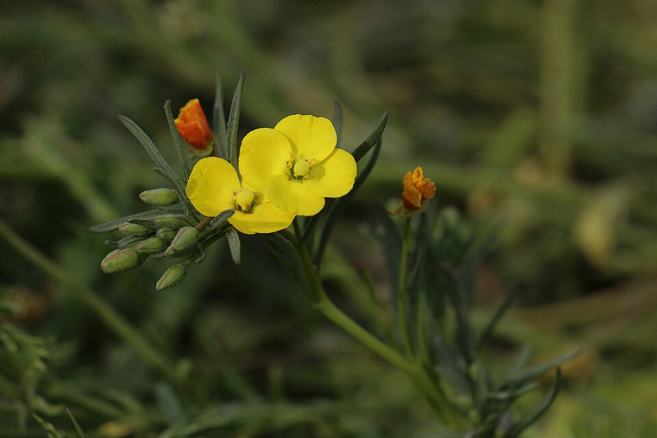 Eulobus californicus (California primrose) (alternate view 9)