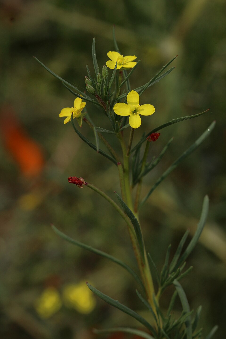 Eulobus californicus (California primrose) (alternate view 10)