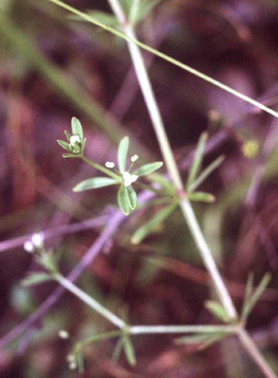 Galium trifidum (small bedstraw (native)) (alternate view 6)