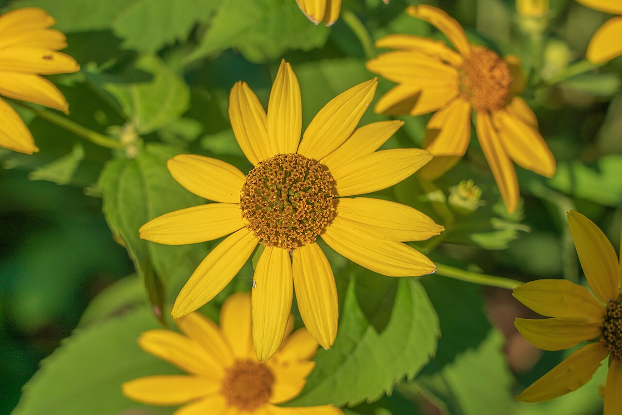 Heliopsis helianthoides, False sunflower — upright deciduous (Asteraceae) (image 5 of 10)
