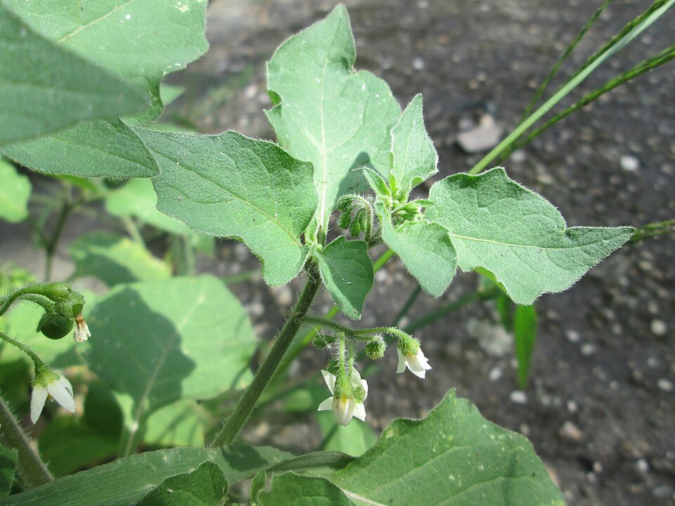 Solanum physalifolium (hairy nightshade) (alternate view 8)