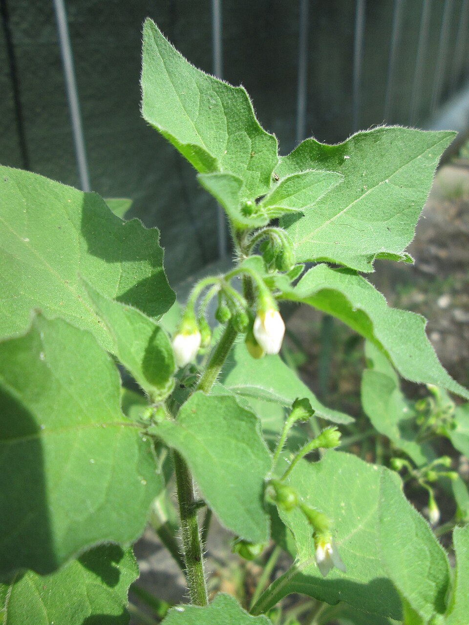 Solanum physalifolium (hairy nightshade) (alternate view 9)