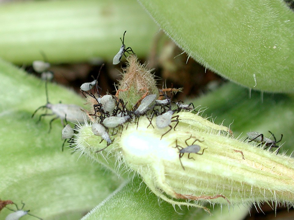 Anasa tristis (Squash Bug) (alternate view 3)